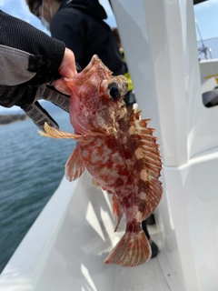 ガシラの釣果