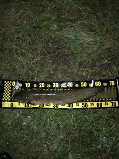 ナマズの釣果