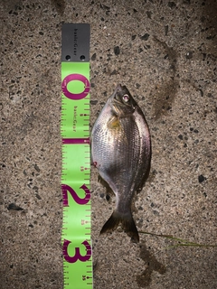 ウミタナゴの釣果