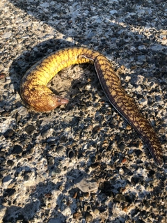 ウツボの釣果