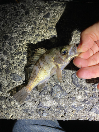 メバルの釣果