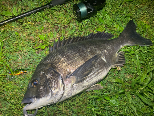 チヌの釣果