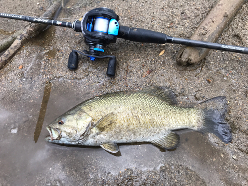 スモールマウスバスの釣果