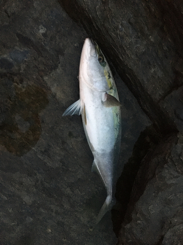 ブリの釣果