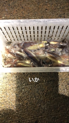 スルメイカの釣果