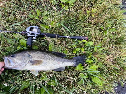 ブラックバスの釣果