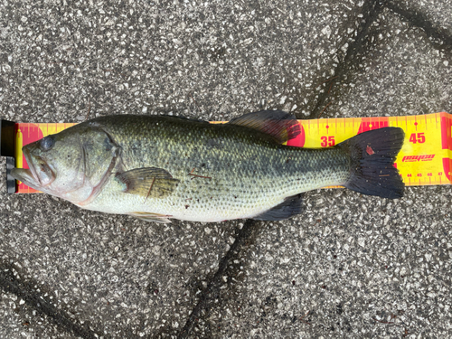 ブラックバスの釣果