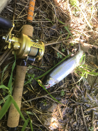 ニジマスの釣果