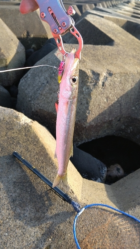 カマスの釣果