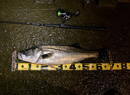 シーバスの釣果