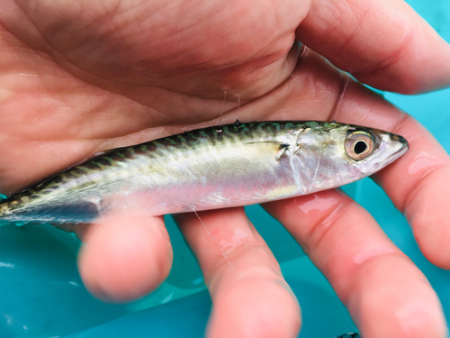 サバの釣果