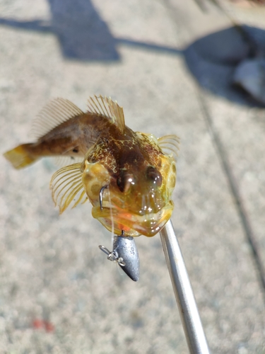 ハゼの釣果