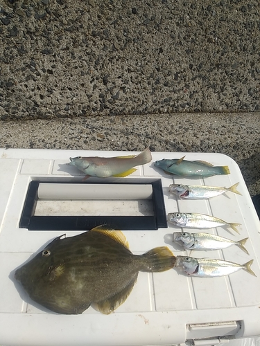 アジの釣果