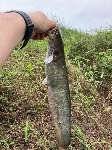 ナマズの釣果