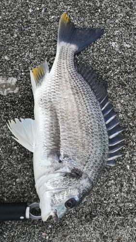 キビレの釣果