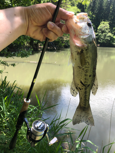 ラージマウスバスの釣果