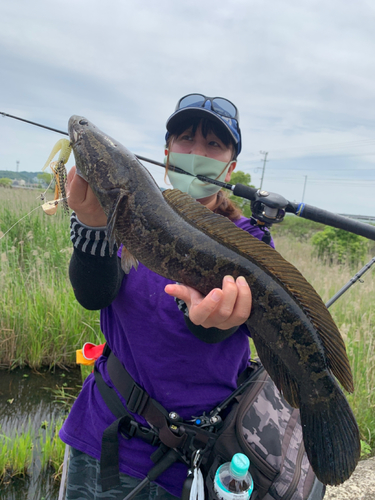 ライギョの釣果