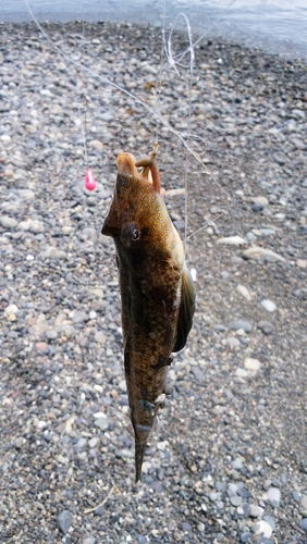 メゴチの釣果