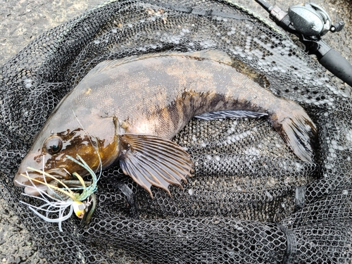 アイナメの釣果