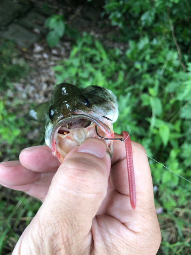 ブラックバスの釣果