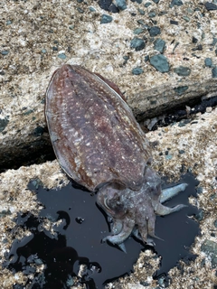 コウイカの釣果