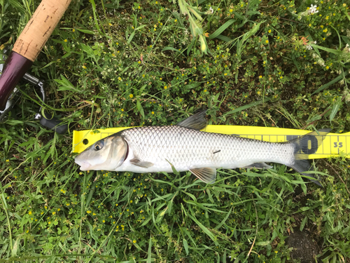 ニゴイの釣果