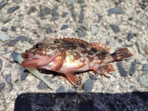 カサゴの釣果