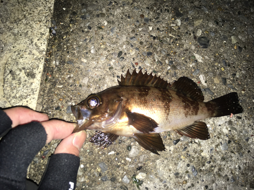 クロメバルの釣果