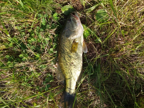 ラージマウスバスの釣果