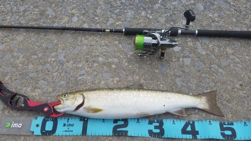 アメマスの釣果