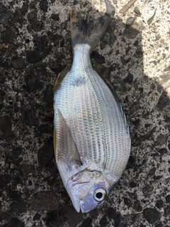 ヘダイの釣果