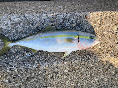 イナダの釣果