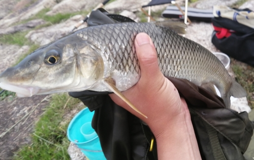 ニゴイの釣果