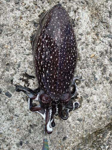 シリヤケイカの釣果