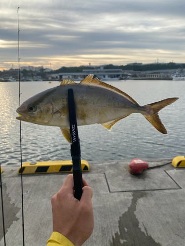 ショゴの釣果