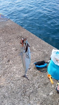 マルソウダの釣果