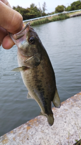 ラージマウスバスの釣果