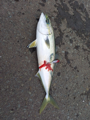 イナダの釣果