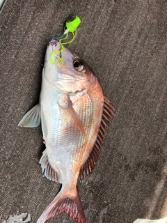 マダイの釣果