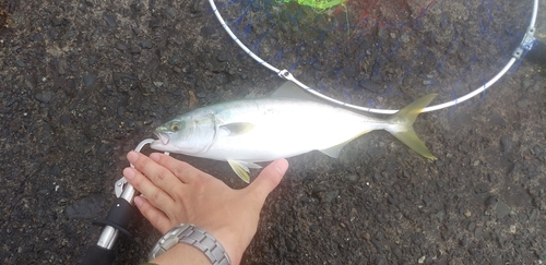 ワカシの釣果