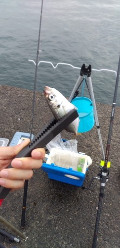 マアジの釣果