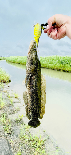 ライギョの釣果