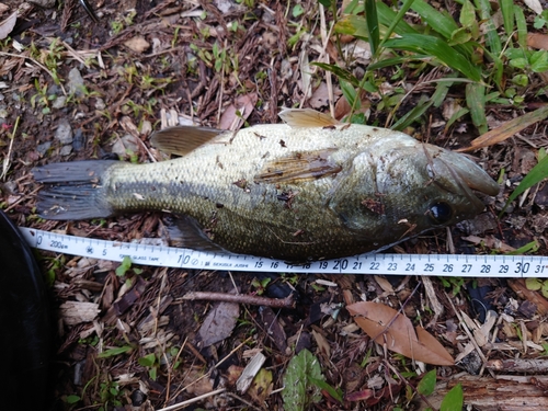 ブラックバスの釣果