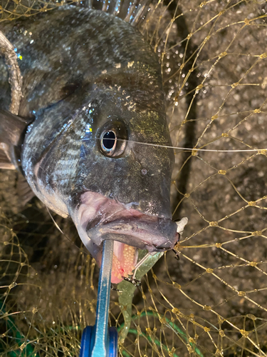 チヌの釣果