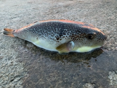 ショウサイフグの釣果