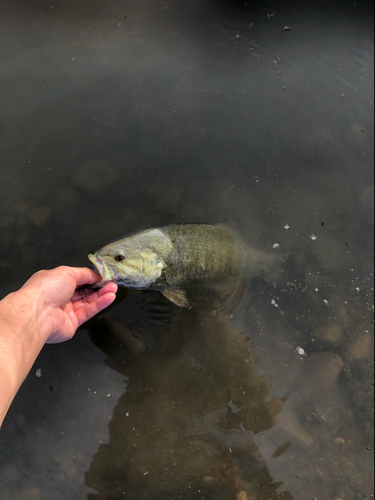 ラージマウスバスの釣果