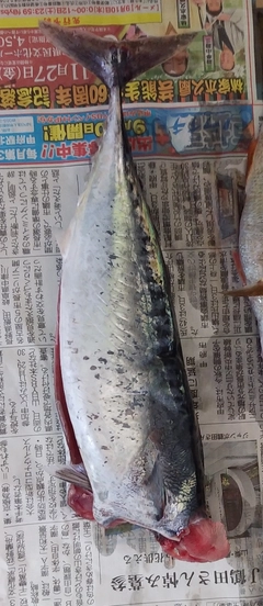 マルソウダの釣果