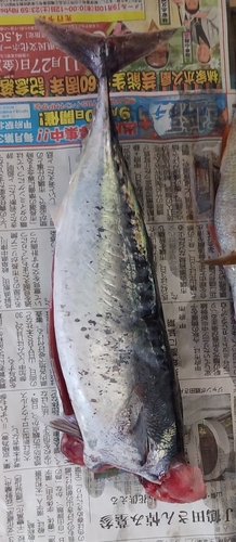 マルソウダの釣果