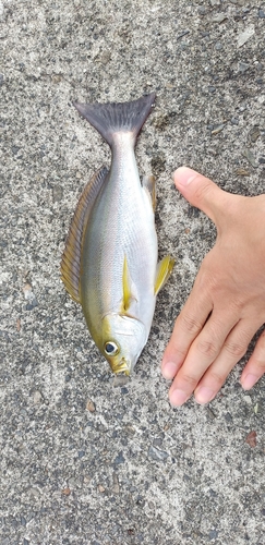 イサキの釣果