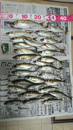 アジの釣果